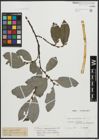 Foto von Salix appendiculata Vill.